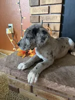 Zillah , a female Great Dane and Saint Bernard for sale in Billings, MT – 3 of 7