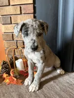Zillah , a female Great Dane and Saint Bernard for sale in Billings, MT – 2 of 7