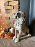 Zillah , a female Great Dane and Saint Bernard for sale in Billings, MT – 1 of 7