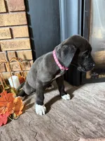 Angel , a female Great Dane and Saint Bernard for sale in Billings, MT – 5 of 6