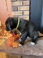 Navy, a male Great Dane and Saint Bernard for sale in Billings, MT – 3 of 6