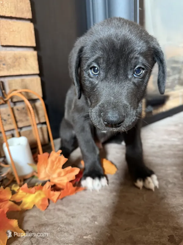 Navy – Great Dane, Saint Bernard puppy for sale in Billings, MT