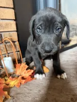 Navy, a male Great Dane and Saint Bernard for sale in Billings, MT – 1 of 6