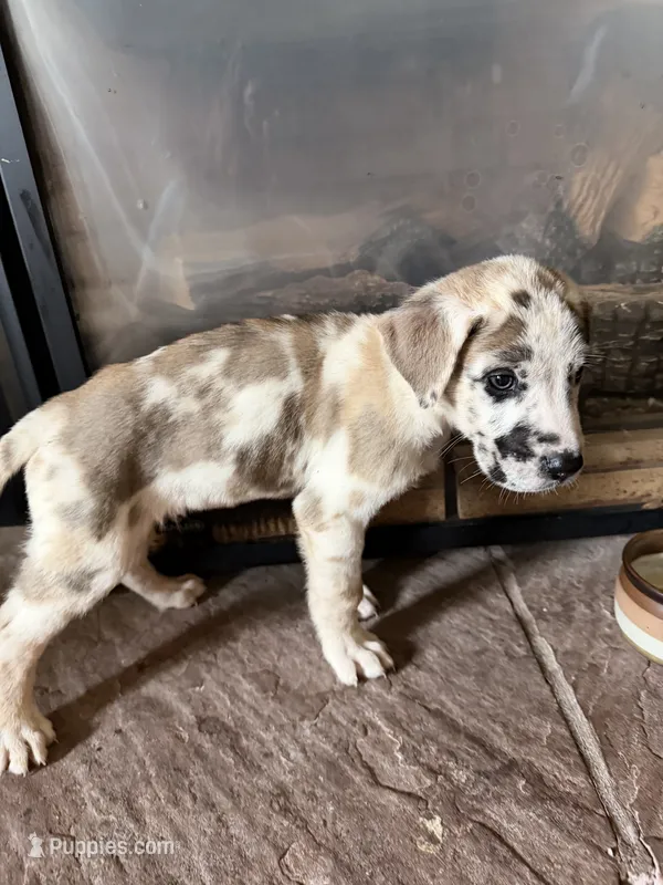 Slade – Great Dane, Saint Bernard puppy for sale in Billings, MT