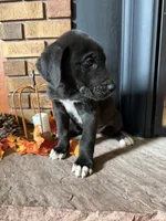 Navy, a male Great Dane and Saint Bernard for sale in Billings, MT – 5 of 6
