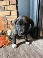 Angel , a female Great Dane and Saint Bernard for sale in Billings, MT – 1 of 6