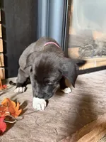 Angel , a female Great Dane and Saint Bernard for sale in Billings, MT – 4 of 6