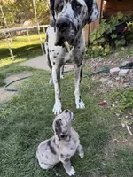 Zillah , a female Great Dane and Saint Bernard for sale in Billings, MT – 6 of 7