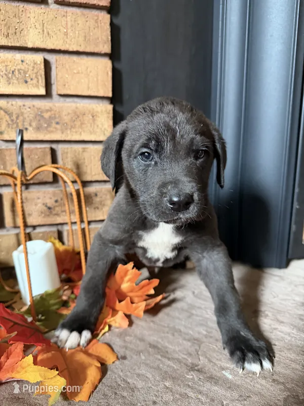 Jet – Great Dane, Saint Bernard puppy for sale in Billings, MT