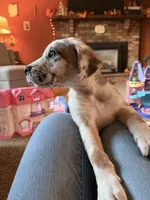 Slade, a male Great Dane and Saint Bernard for sale in Billings, MT – 7 of 8