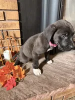 Angel , a female Great Dane and Saint Bernard for sale in Billings, MT – 2 of 6