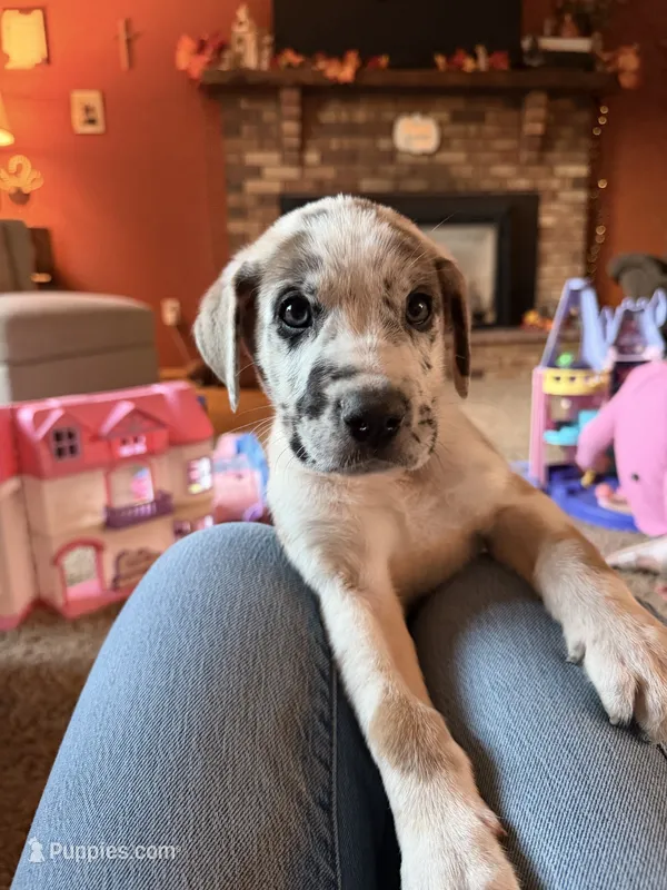 Slade – Great Dane, Saint Bernard puppy for sale in Billings, MT