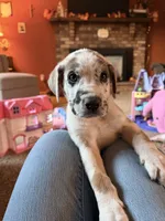 Slade, a male Great Dane and Saint Bernard for sale in Billings, MT – 6 of 8