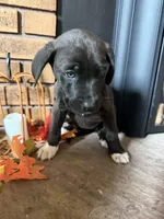 Angel , a female Great Dane and Saint Bernard for sale in Billings, MT – 3 of 6