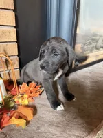 Jet, a male Great Dane and Saint Bernard for sale in Billings, MT – 2 of 7