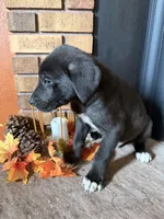 Navy, a male Great Dane and Saint Bernard for sale in Billings, MT – 4 of 6