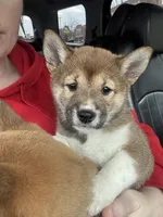 Bella , a female Shiba Inu for sale in Somerset, NJ – Photo 4 of 8