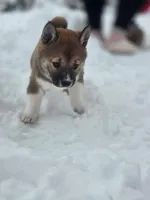 Bella , a female Shiba Inu for sale in Somerset, NJ – Photo 5 of 8