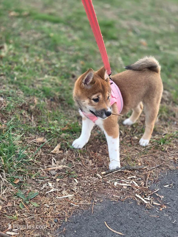 Bella , a female Shiba Inu for sale in Somerset, NJ – Photo 1 of 9