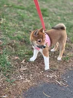 Bella , a female Shiba Inu for sale in Somerset, NJ – Photo 1 of 9