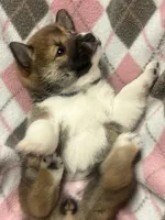 Bella , a female Shiba Inu for sale in Somerset, NJ – Photo 6 of 8