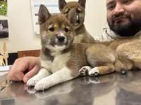 Bella , a female Shiba Inu for sale in Somerset, NJ – Photo 1 of 8