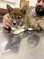 Bella , a female Shiba Inu for sale in Somerset, NJ – Photo 3 of 8