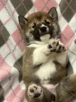 Bella , a female Shiba Inu for sale in Somerset, NJ – Photo 7 of 8