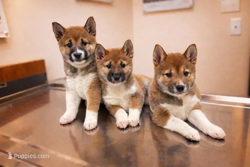 Sugar – Shiba Inu puppy for sale in Somerset, NJ