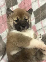 Sugar, a female Shiba Inu for sale in Somerset, NJ – Photo 8 of 9