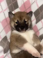 Sugar, a female Shiba Inu for sale in Somerset, NJ – Photo 7 of 9