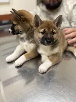 Sugar, a female Shiba Inu for sale in Somerset, NJ – Photo 4 of 9
