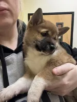Sugar, a female Shiba Inu for sale in Somerset, NJ – Photo 5 of 9