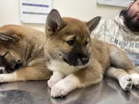 Sugar, a female Shiba Inu for sale in Somerset, NJ – Photo 1 of 9