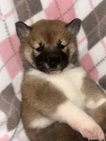 Sugar, a female Shiba Inu for sale in Somerset, NJ – Photo 6 of 9