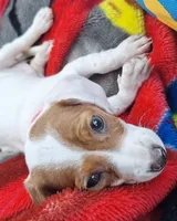 Miss Daisy Mae, a female Miniature Dachshund for sale in Myrtle Point, OR – 6 of 10