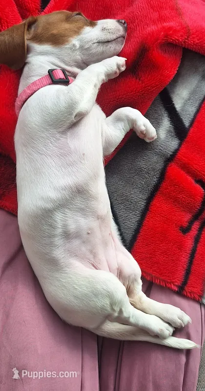 Miss Daisy Mae – Miniature Dachshund puppy for sale in Myrtle Point, OR