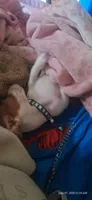 Miss Daisy Mae, a female Miniature Dachshund for sale in Myrtle Point, OR – 9 of 10