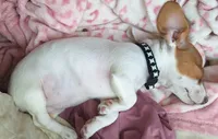 Miss Daisy Mae, a female Miniature Dachshund for sale in Myrtle Point, OR – 10 of 10