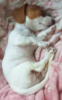 Miss Daisy Mae, a female Miniature Dachshund for sale in Myrtle Point, OR – 8 of 10