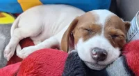 Miss Daisy Mae, a female Miniature Dachshund for sale in Myrtle Point, OR – 2 of 10