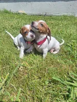 Miss Daisy Mae, a female Miniature Dachshund for sale in Myrtle Point, OR – 7 of 10