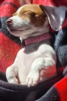 Miss Daisy Mae, a female Miniature Dachshund for sale in Myrtle Point, OR – 4 of 10