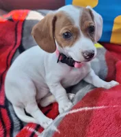 Miss Daisy Mae, a female Miniature Dachshund for sale in Myrtle Point, OR – 3 of 10