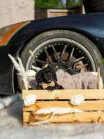 Teddy, a male Poodle - Toy  for sale in Lafayette, LA – 3 of 3