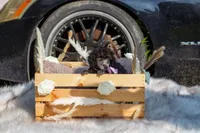 Luna, a female Poodle - Toy  for sale in Lafayette, LA – 1 of 2