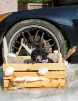 Luna, a female Poodle - Toy  for sale in Lafayette, LA – 2 of 2