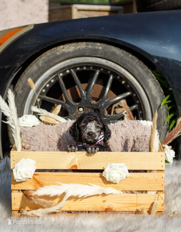 Theo – Poodle - Toy  puppy for sale in Lafayette, LA
