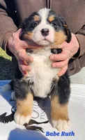 Babe Ruth, a male Bernese Mountain Dog for sale in Carson City, MI – Photo 2 of 4