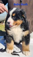 Babe Ruth, a male Bernese Mountain Dog for sale in Carson City, MI – Photo 3 of 4